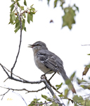 Northern Mockingbird 4297